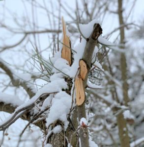 Schneelastschäden an den Bäumen