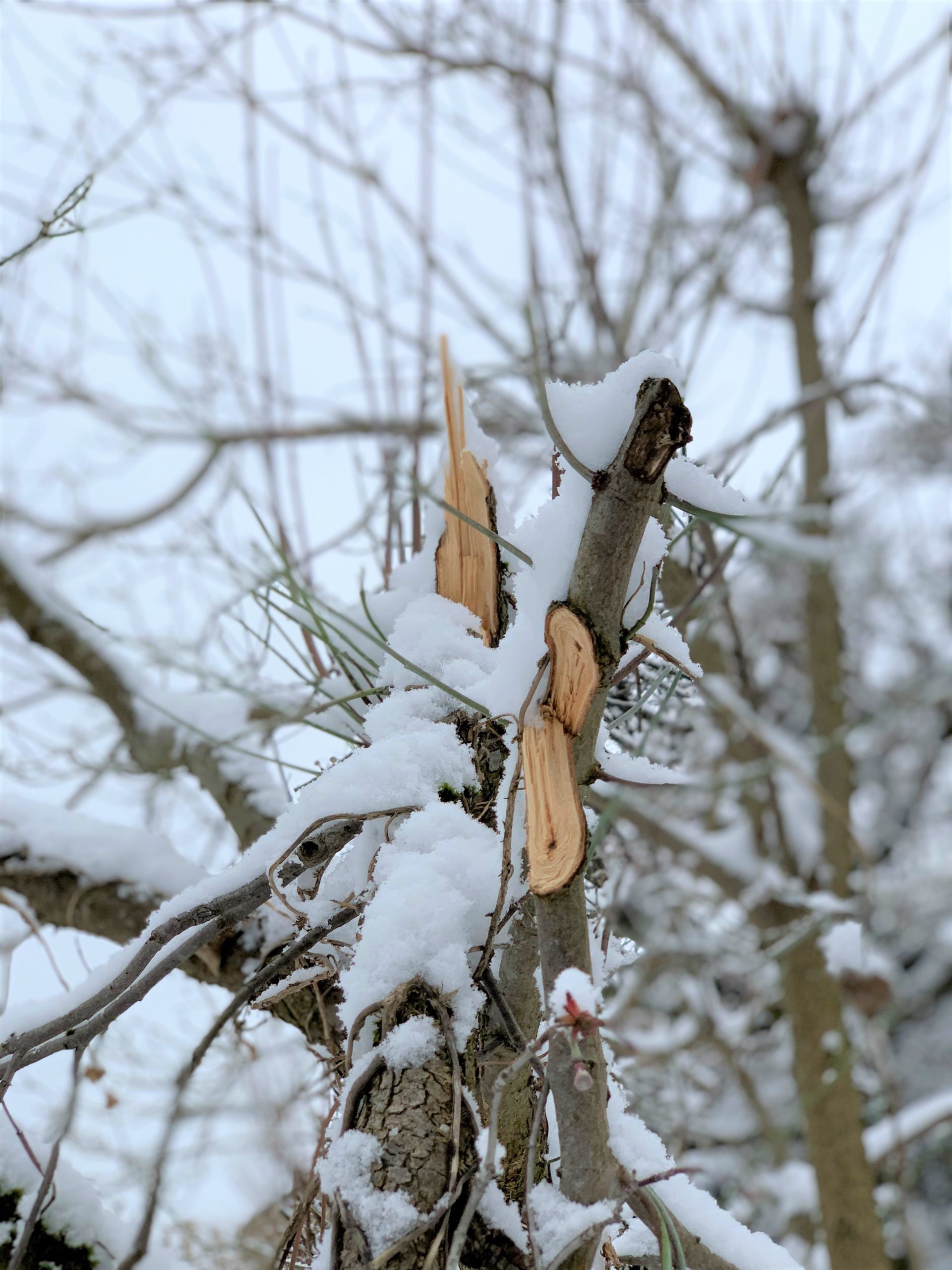 Schneelastschäden an den Bäumen